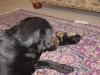 Anyone with big dog and little dog?-gracie-13-weeks-004.jpg