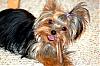 Tiny Yorkies-baby-lola4.jpg