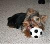 Tiny Yorkies-2007_0304vegas0127.jpg