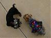 My girls were most "Fetching" for Easter!-beau-cricket.jpg