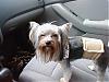 Yorkie Meet Up In The South-winkingatmommy.jpg
