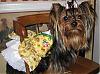 Happy 1st Birthday Sweet KALINA!!-gofetchbdaydress.jpg