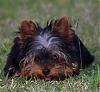 Baby doll face yorkies???-pup.jpg