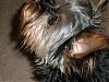 Baby doll face yorkies???-p1010074.jpg