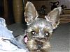 Been away for a month or so, and my shaved yorkie-bailey-aka-radar-1.jpg