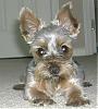 Been away for a month or so, and my shaved yorkie-bailey-aug-07-2-4-.jpg