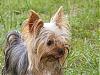 Baby doll face yorkies???-dscf0334em.jpg