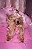 Baby doll face yorkies???-l_924c0cac8f1f5780dafd5d5f7c5b6587.jpg