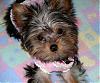 Male yorkie wanted-nikki.3.jpg