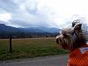 Budget Travel Magazine - June 2008-smoky-mountain-teddi.jpg