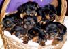 Basket full of puppies!-s-puppies-014-2-.jpg