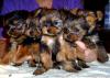 Paulathegroomer's other litter of girls...-s-puppies-015-2-.jpg