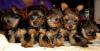 Paulathegroomer's other litter of girls...-s-puppies-017-2-.jpg