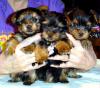 Paulathegroomers little males-s-puppies-004-2-.jpg