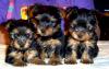 Paulathegroomers little males-s-puppies-006-2-.jpg