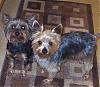 Myself and My Yorkie Max are new here today-maxnmad.jpg
