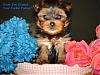 Professional picture tips?-yorkiepups7weeks-004.jpg