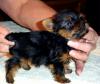 Paulathegroomers little males-s-puppies-002-2-.jpg