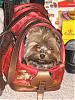 everyone post pictures of your pups in their bags or carriers-img_0007.jpg
