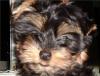 Question re: Blue and Gold yorkies...-846sami_clsea.jpeg