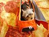 everyone post pictures of your pups in their bags or carriers-newbag3.jpg