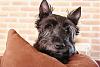 What Does U're Yorkie Do That...-188962442_5_s-7b.jpeg