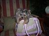 everyone post pictures of your pups in their bags or carriers-juicy_sm2.jpg