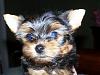 Name the Puppies!!-blue-2-.jpg