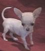 I have a TEACUP Yorkie.-chihuahuas-078.jpg