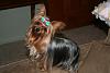 baby faced yorkie??-belladress-018.jpg