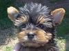 baby faced yorkie??-mikmouse.jpg