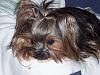 baby faced yorkie??-jack-w-tree-016re.jpg
