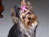 baby faced yorkie??-shelby-100_0398.jpg