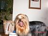 baby faced yorkie??-pict0001-640x480-.jpg