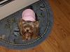 baby faced yorkie??-allpics2-039-600-x-450-.jpg