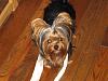 baby faced yorkie??-24.14.jpg