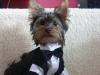 Romeo pees like a big boy!!!!-romeo-tux-003-640-x-480-.jpg