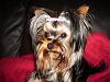 baby faced yorkie??-pixie_mar11.jpg