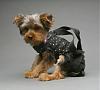 when your yorkie is literally a purse...-puppy-purse.jpg