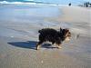 our beach pics with coqui :)-coqui-walking-playa.jpg