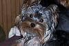 New to Yorkie Talk-100_4867-600-x-400-.jpg