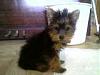 Is this a Yorkie!?-lyric2.jpg