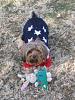 Does Your Yorkie Have An Obssesive Toy?-img_1703-22-red25.jpg