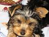 Help! Question about my new Yorkie Boy-babyrangersmall.jpg