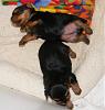 yorkies-ullie-abraham-puppies.jpg