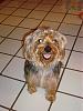 Mutant Yorkie.  World's largest yorkie?-dsc00038.jpg