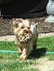 Mutant Yorkie.  World's largest yorkie?-dorkies-029-small-web-view.jpg