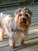 Mutant Yorkie.  World's largest yorkie?-dorkies-186-1703x2270-small-web-view.jpg