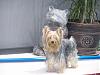 Mutant Yorkie.  World's largest yorkie?-pool1.jpg