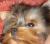 close ups on all furbabies-gorgeousresize.jpg